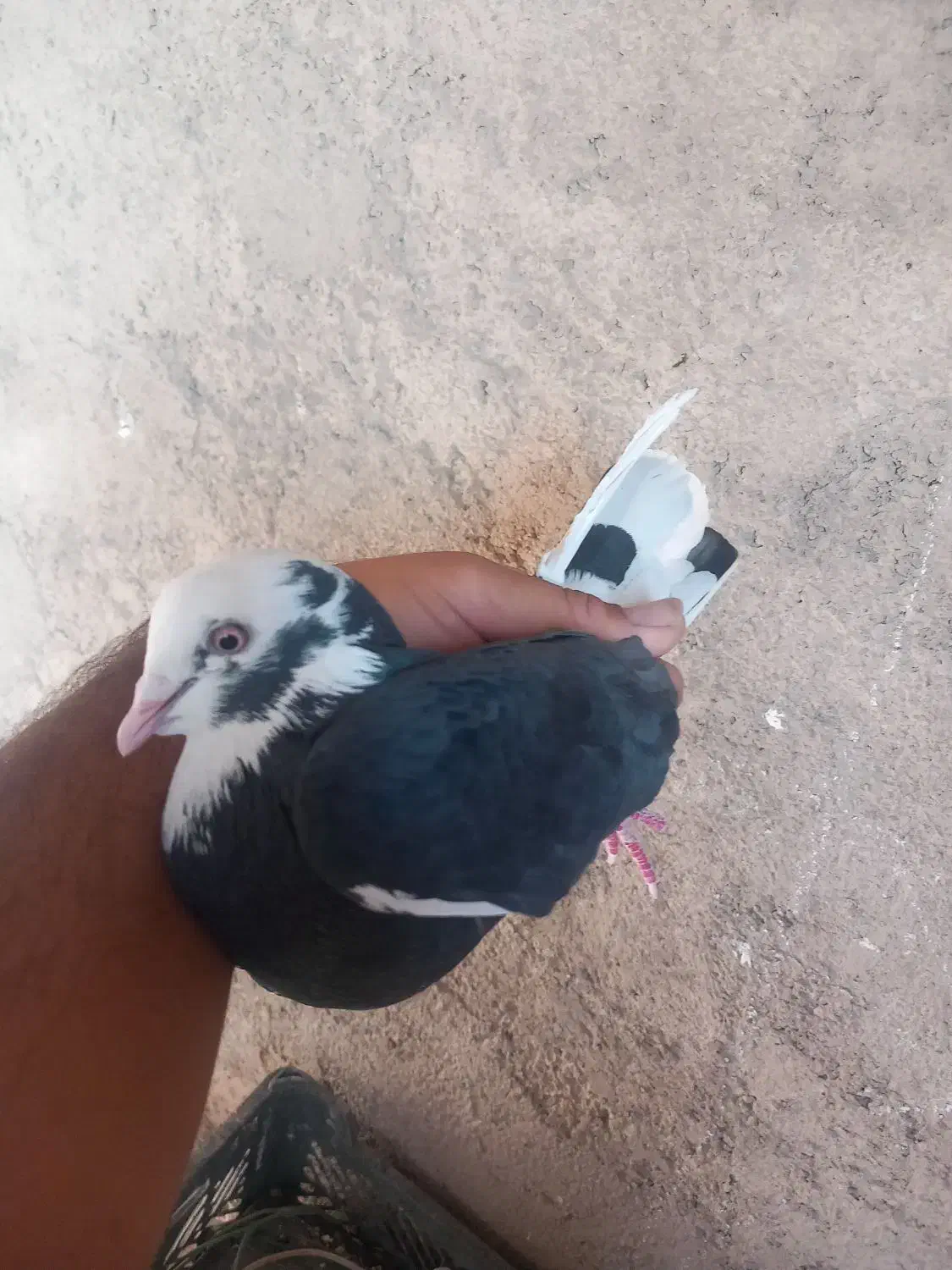 کفترپرشی|پرنده|خاوران, |دیوار