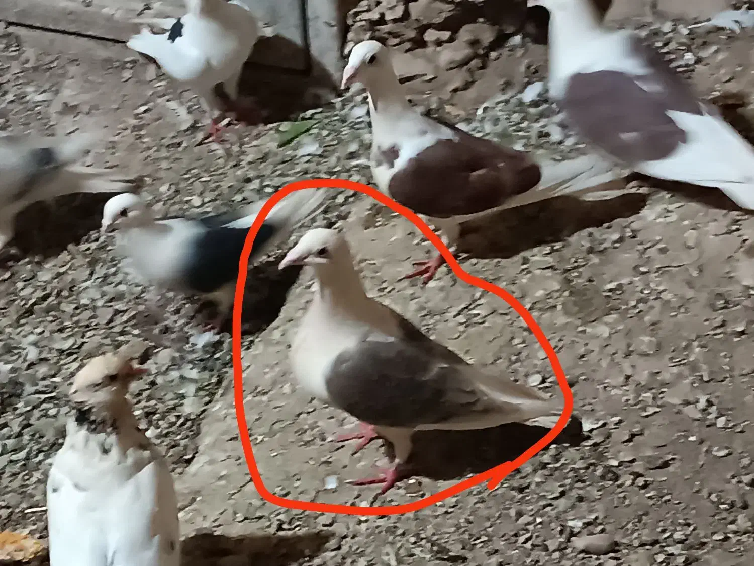 کبوتر پشتی ماده|پرنده|بوانات, |دیوار