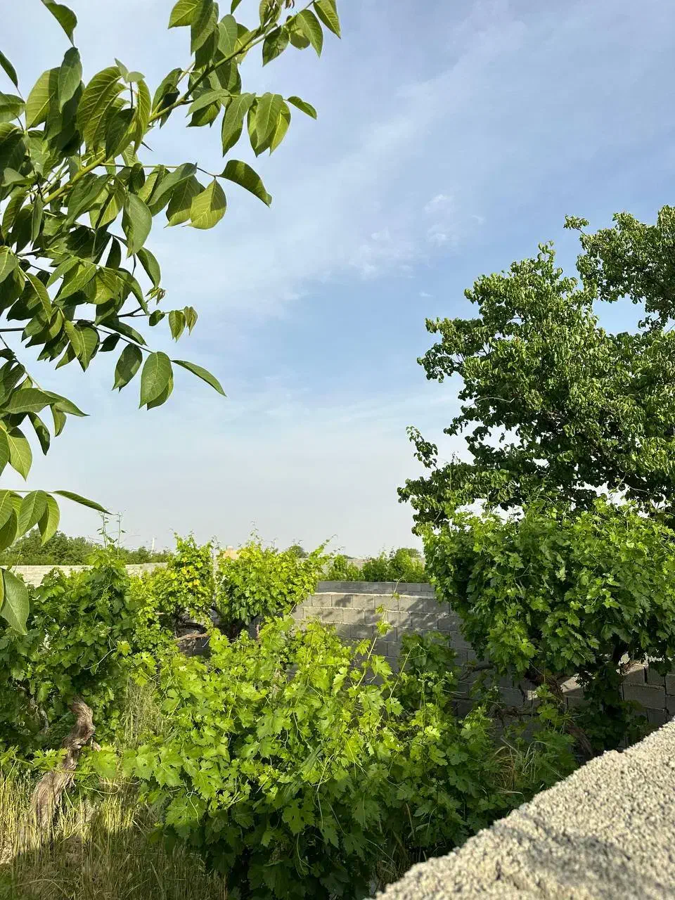 زمین 250متری به بالا باسند تکبرگ|فروش زمین و ملک کلنگی|شاهدشهر, |دیوار