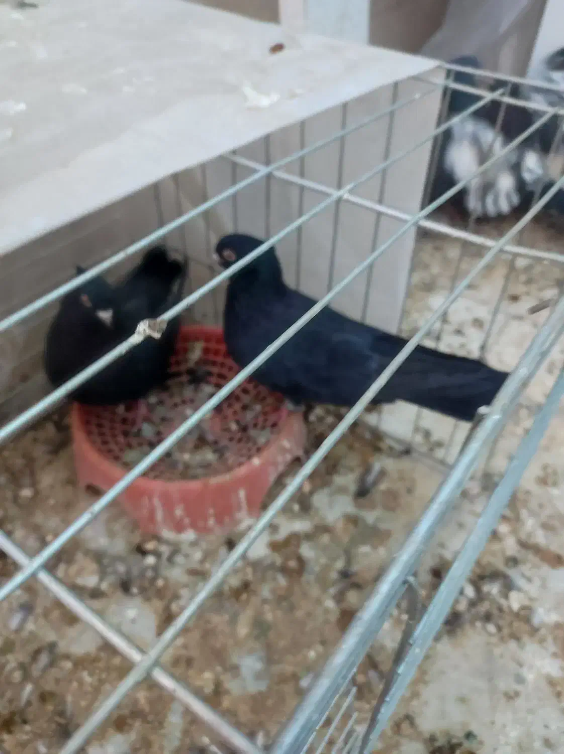 جوجه برهما|پرنده|اردکان, |دیوار