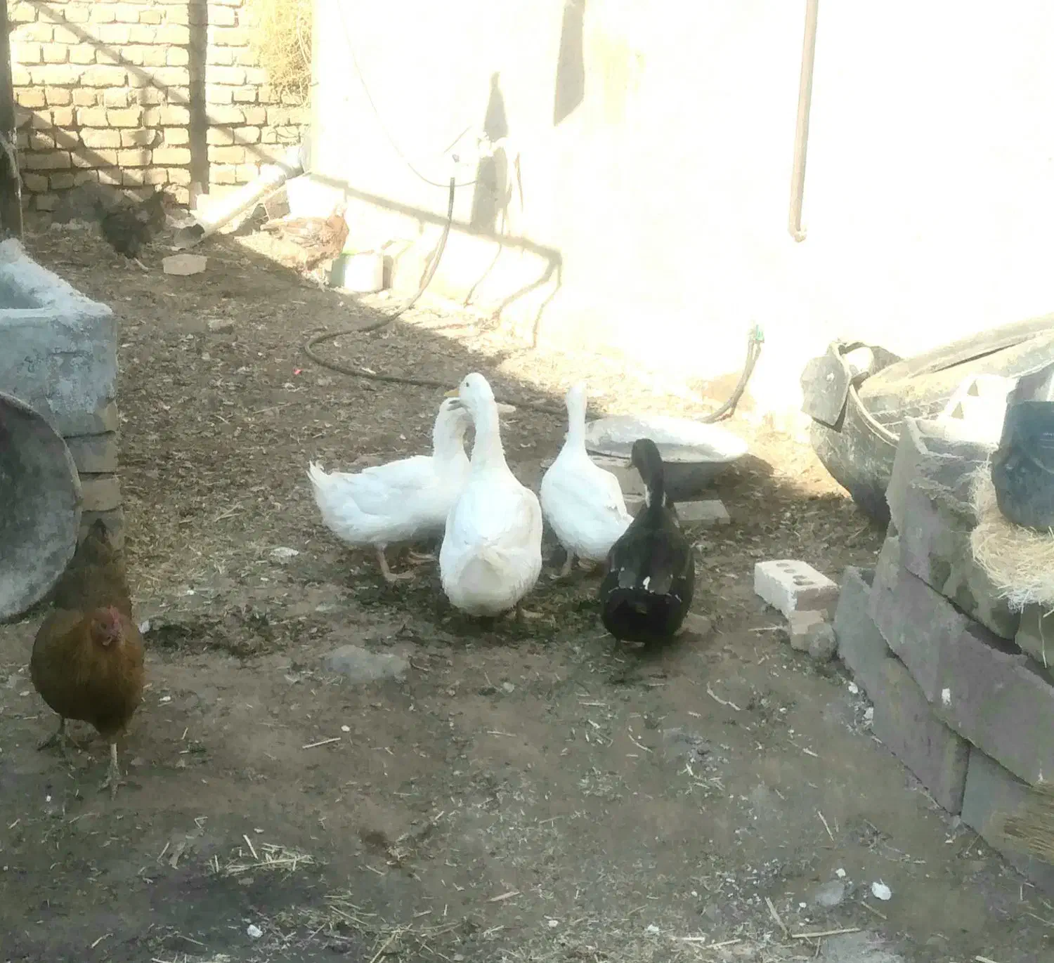چهار تا اوردک جوان و چاق چاق|حیوانات مزرعه|تربت جام, جامرود|دیوار