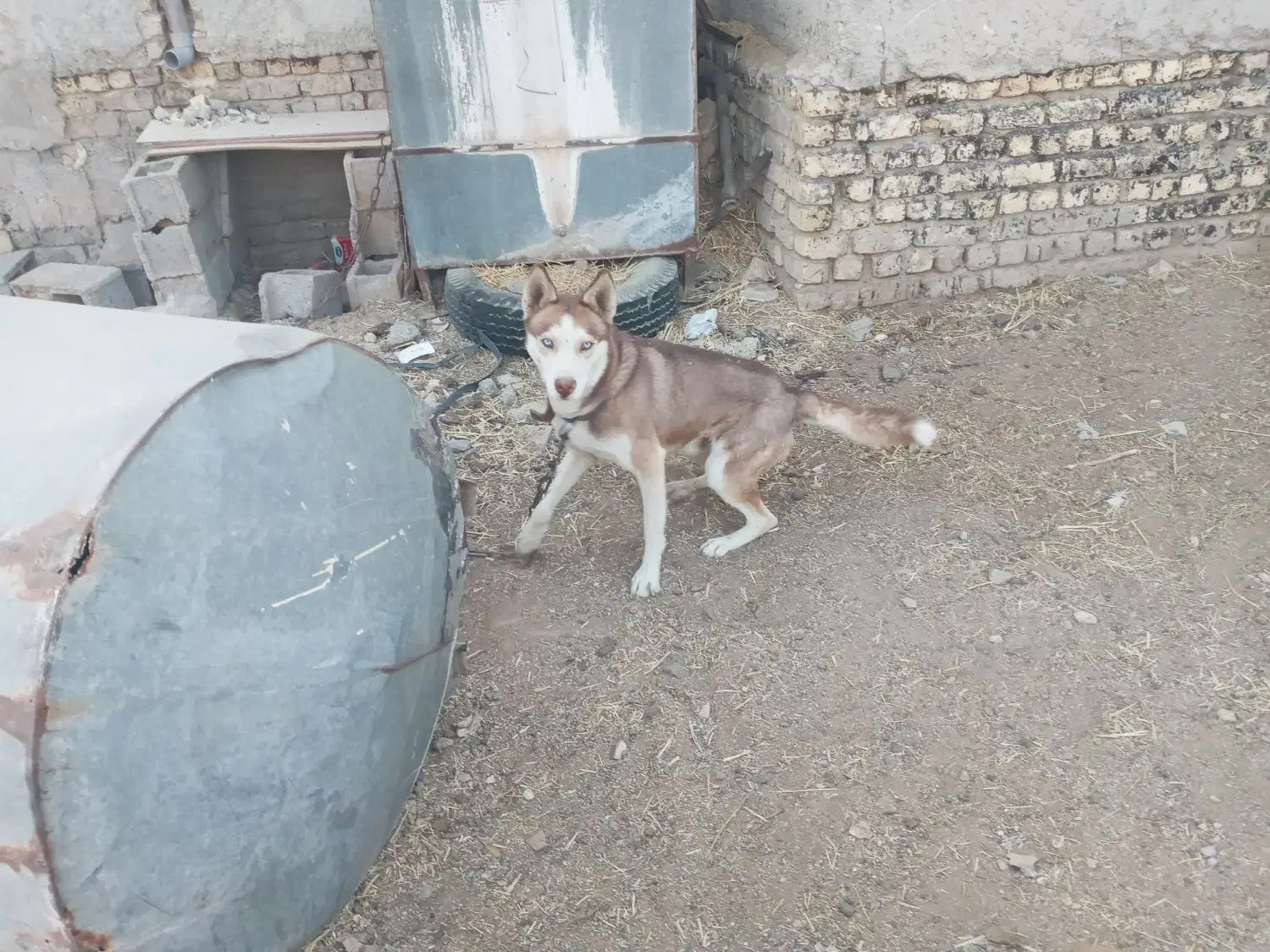 سگ هاکسی|سگ|طسوج, |دیوار