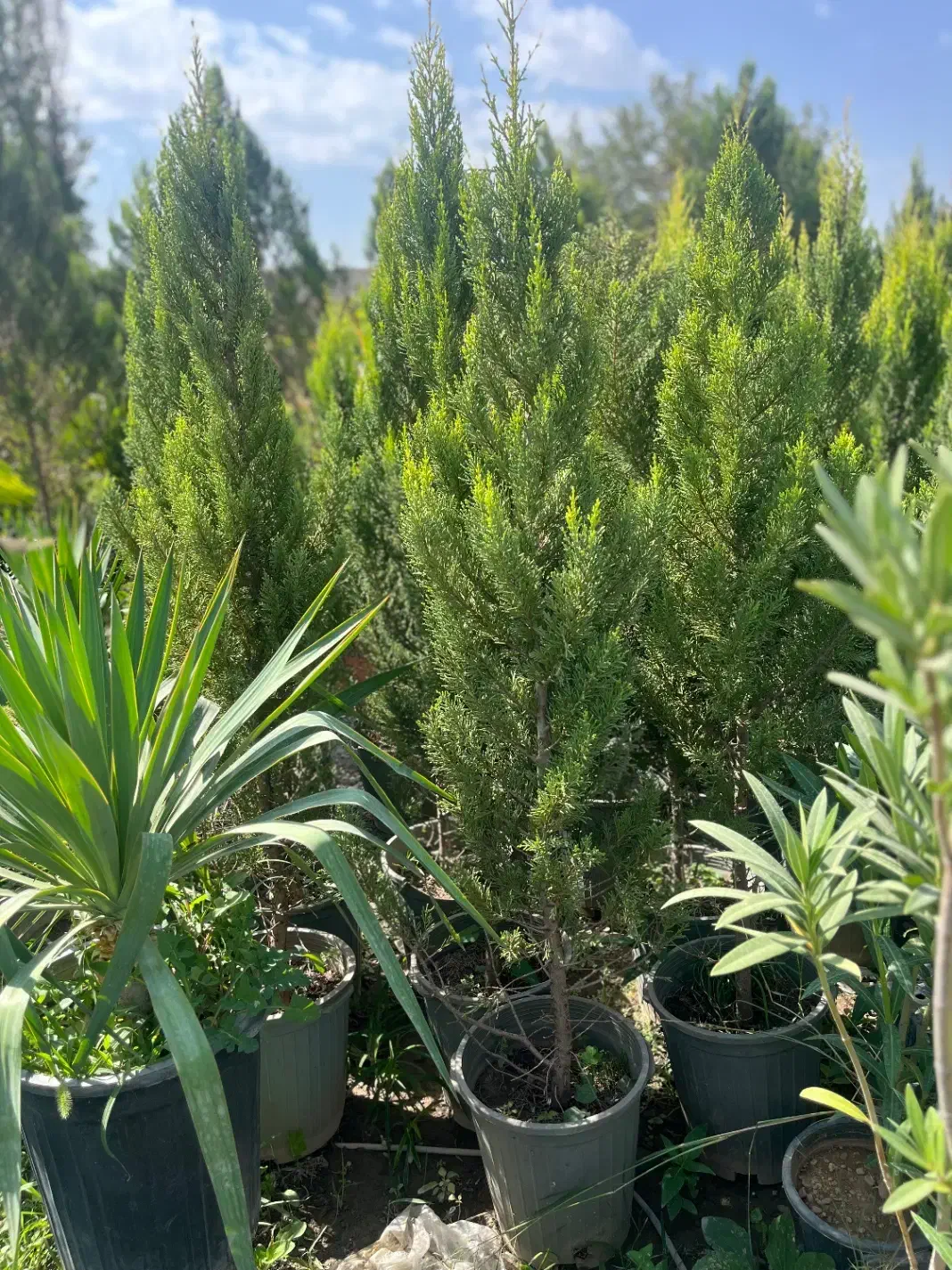 کاشت و عرضه کاج لاوسون ارتفاع ۱۸۰ ۶۰۰|خدمات باغبانی و درختکاری|تهران, شهرک دانشگاه|دیوار