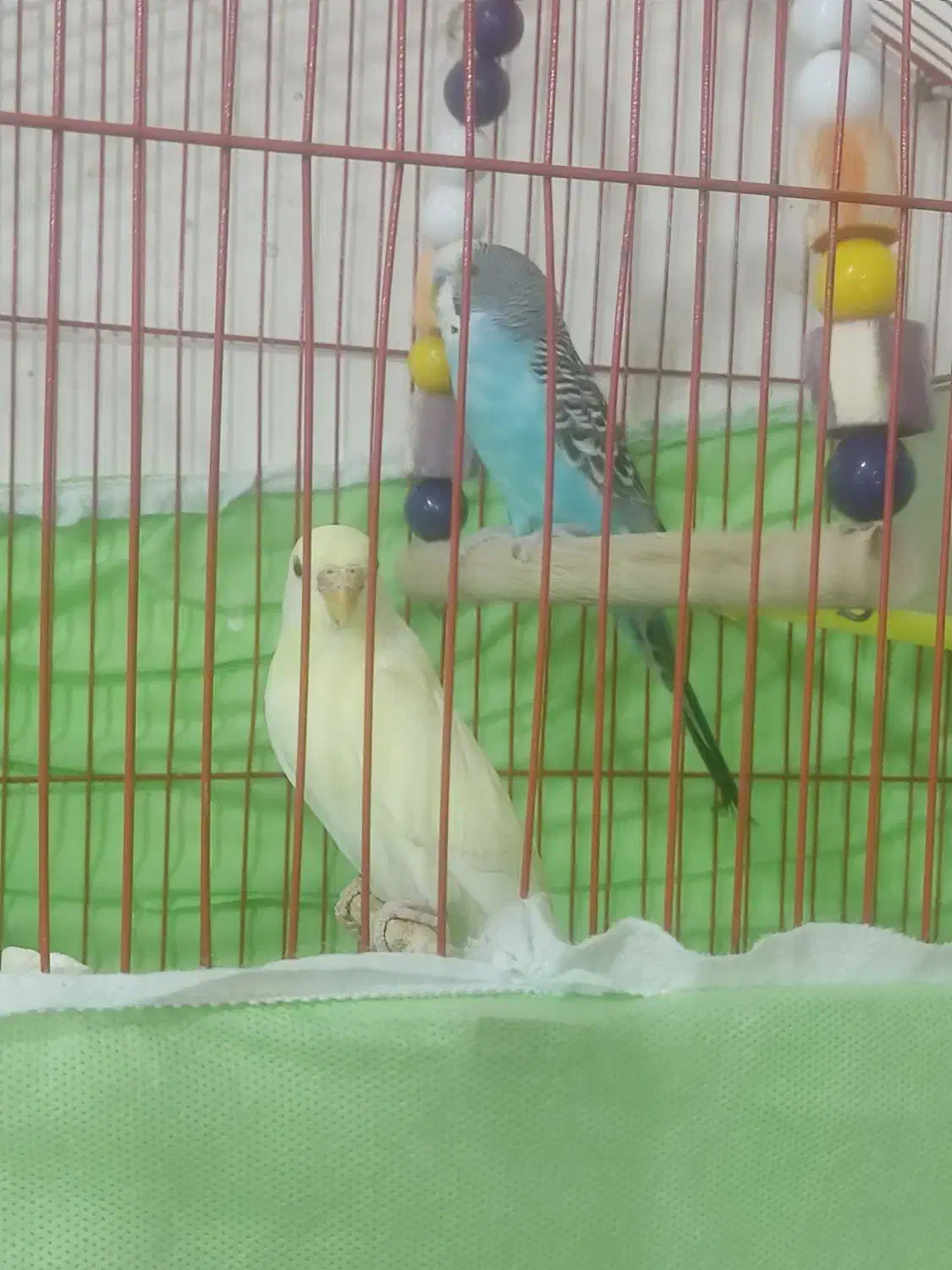 مرغ عشق سرحال|پرنده|دهلران, |دیوار