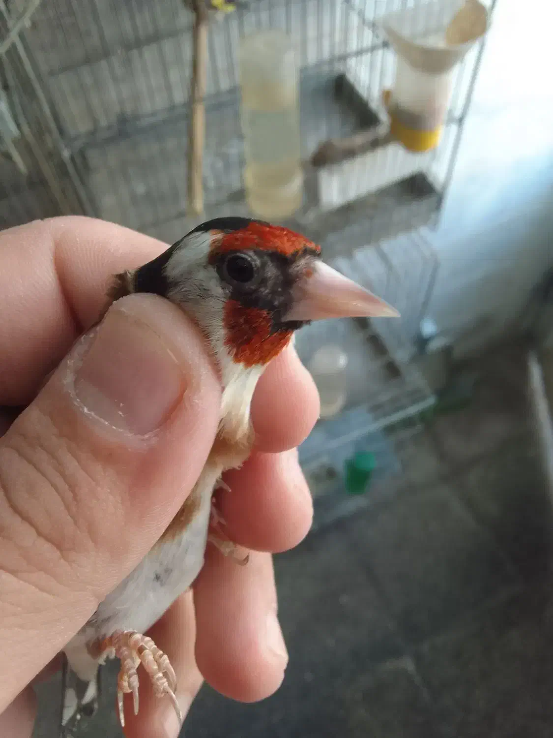 سره خلخال.سیمرغ|پرنده|ساوه, |دیوار