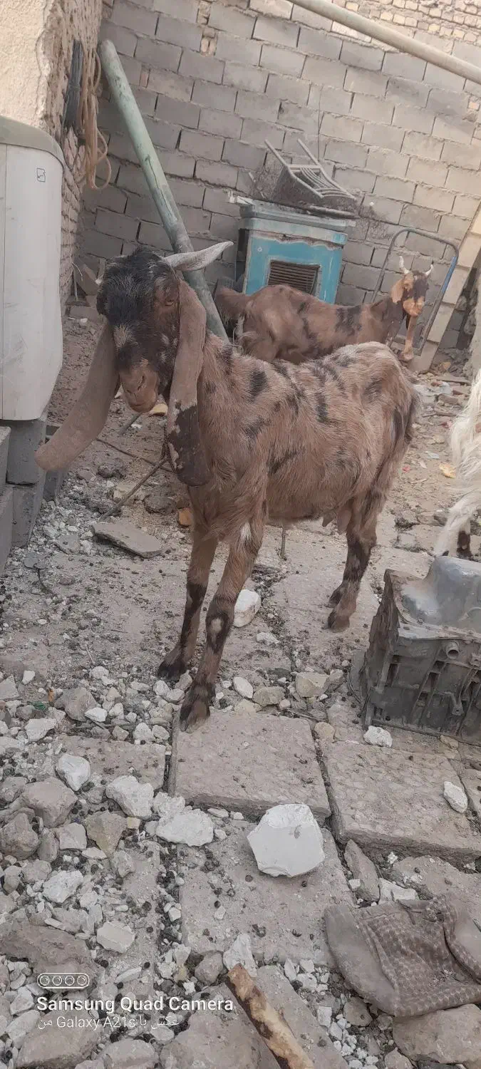 بزدوقلوزاه گلابی وسندی پاکستانی|حیوانات مزرعه|نیمروز, |دیوار