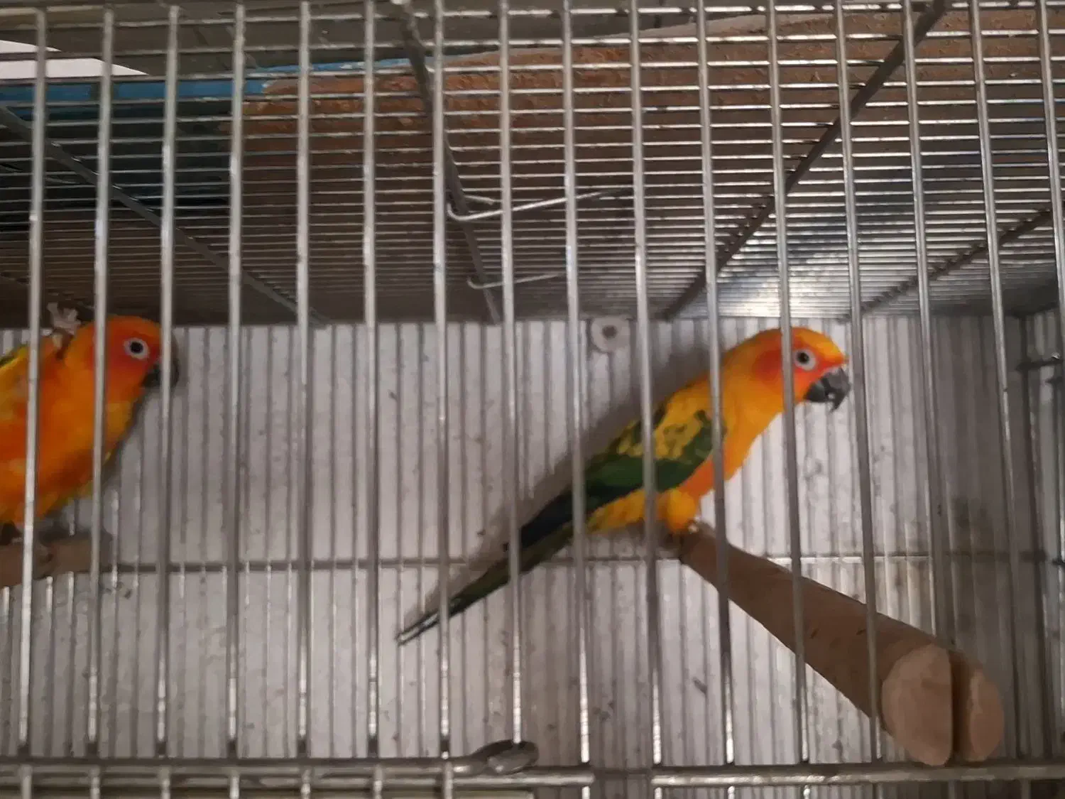 شاه طوطی، خورشیدی،راهب،گرینچیک،سانچیک|پرنده|مبارکه, |دیوار