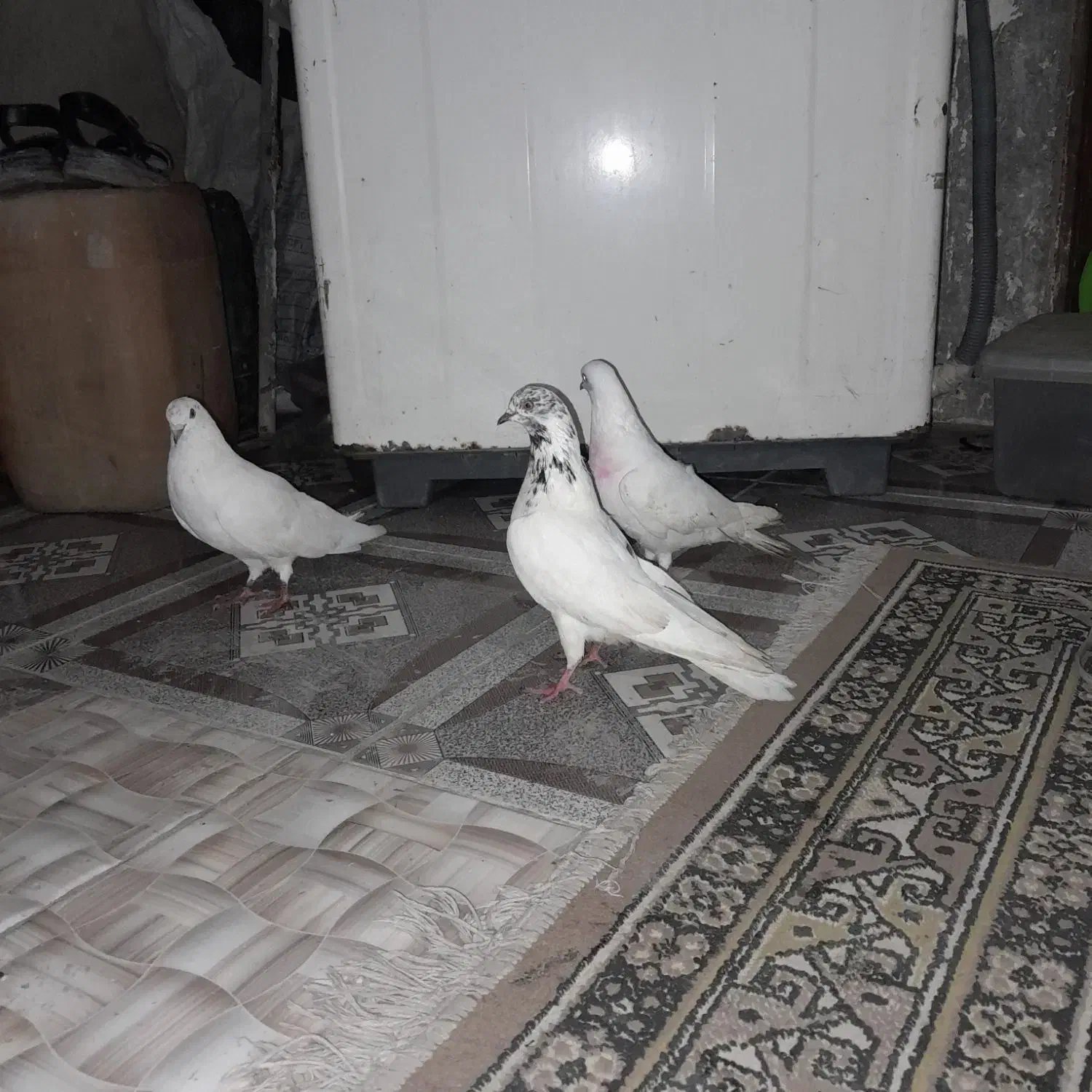 سه عدد کبوتر پرشی|پرنده|گرگان, |دیوار