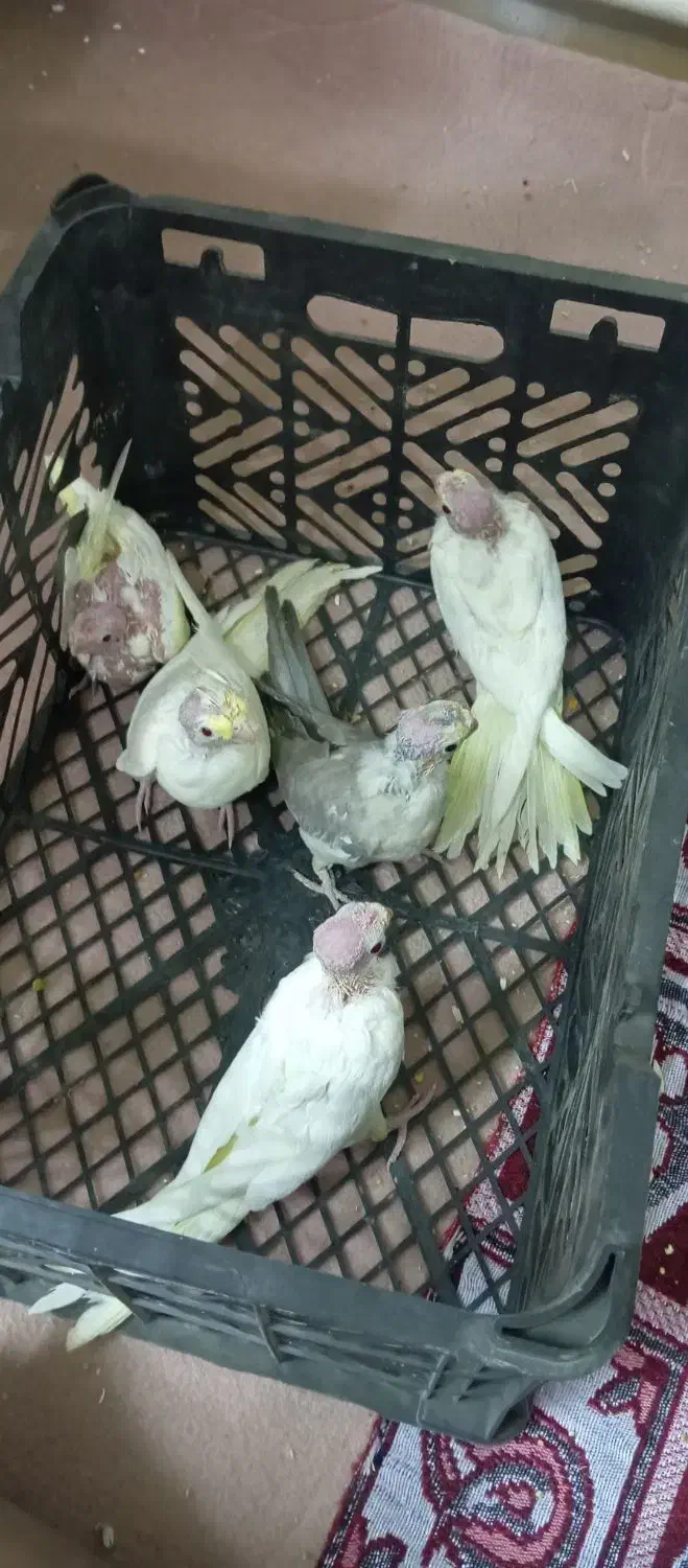 جوجه سرلاکی لوتینو|پرنده|کوهسار (البرز), |دیوار