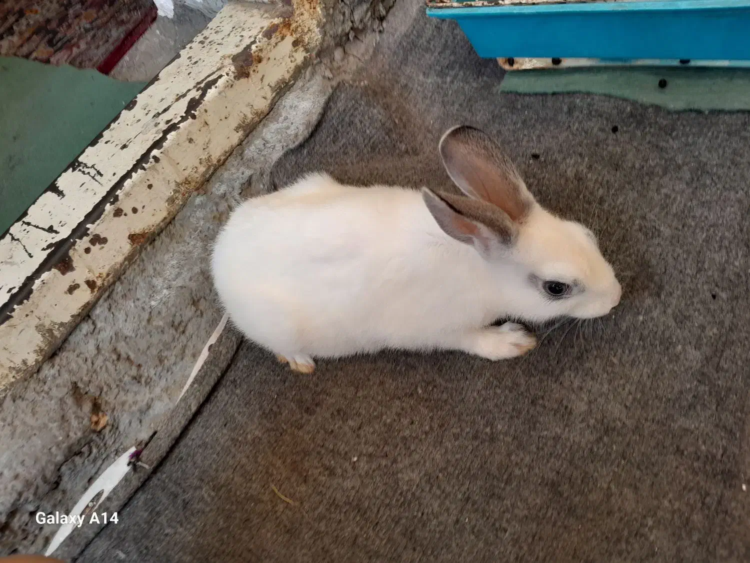 خرگوش|موش و خرگوش|نگین شهر, |دیوار