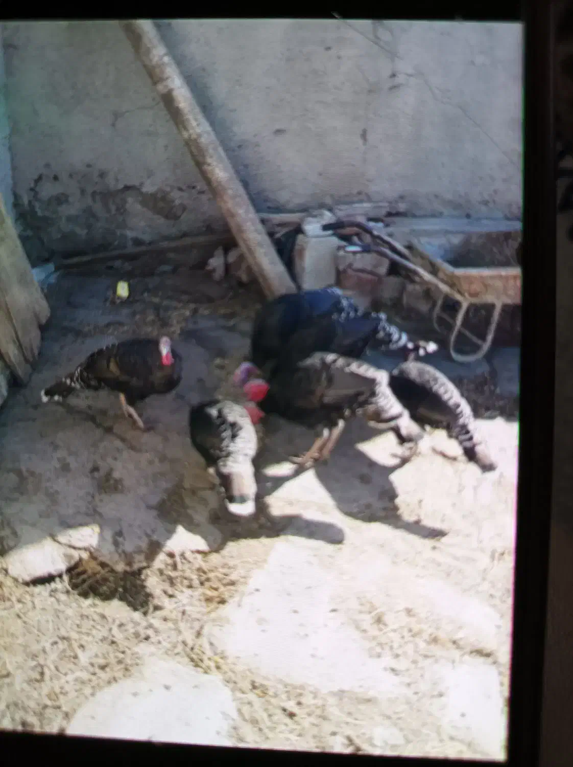 بوقلمون نر و ماده جفت جفت 4عدد|حیوانات مزرعه|ویلکیج, |دیوار