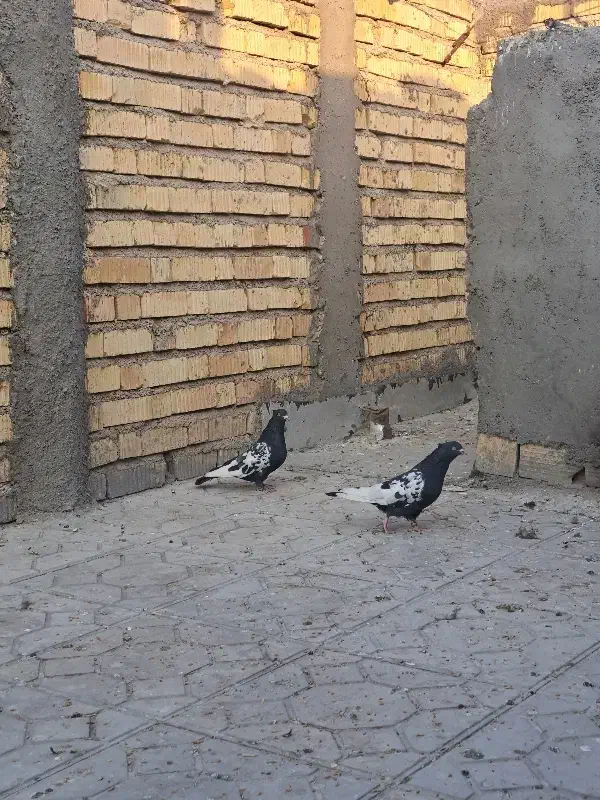 کبوتر سینه سیاه|پرنده|نی‌ریز, |دیوار