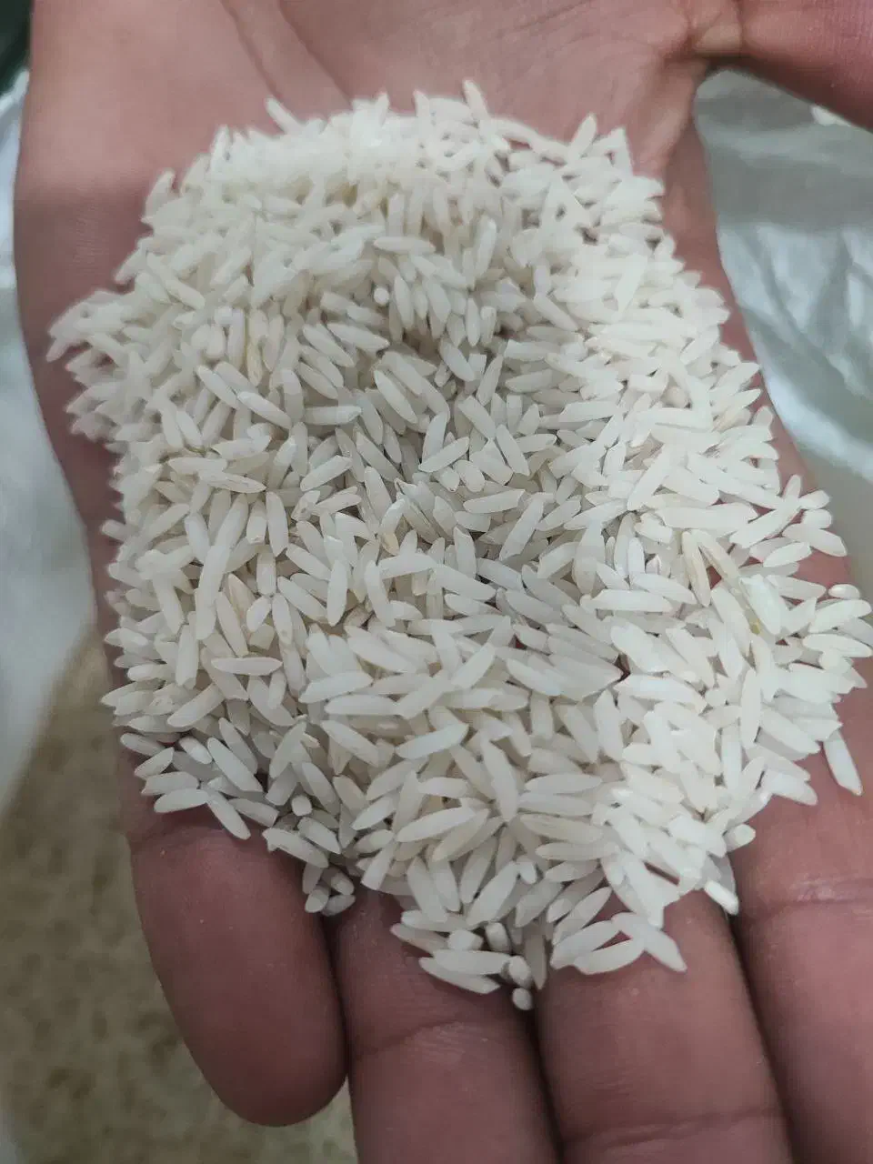 برنج طارم دم سیاه مینودشت درجه یک آب چشمه|خوردنی و آشامیدنی|مینودشت, |دیوار