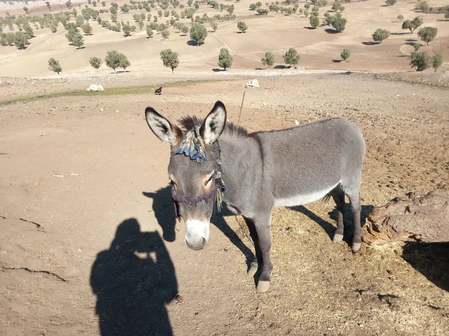 الاغ عالی و جوان|حیوانات مزرعه|چگنی, |دیوار