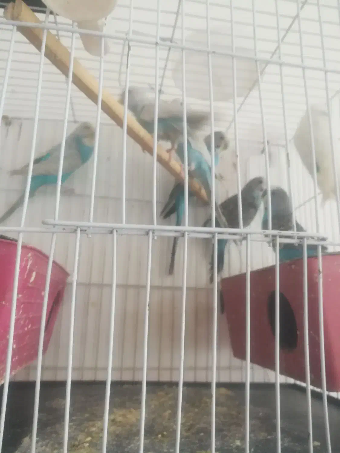 پرنده|پرنده|فردوس (خراسان), |دیوار