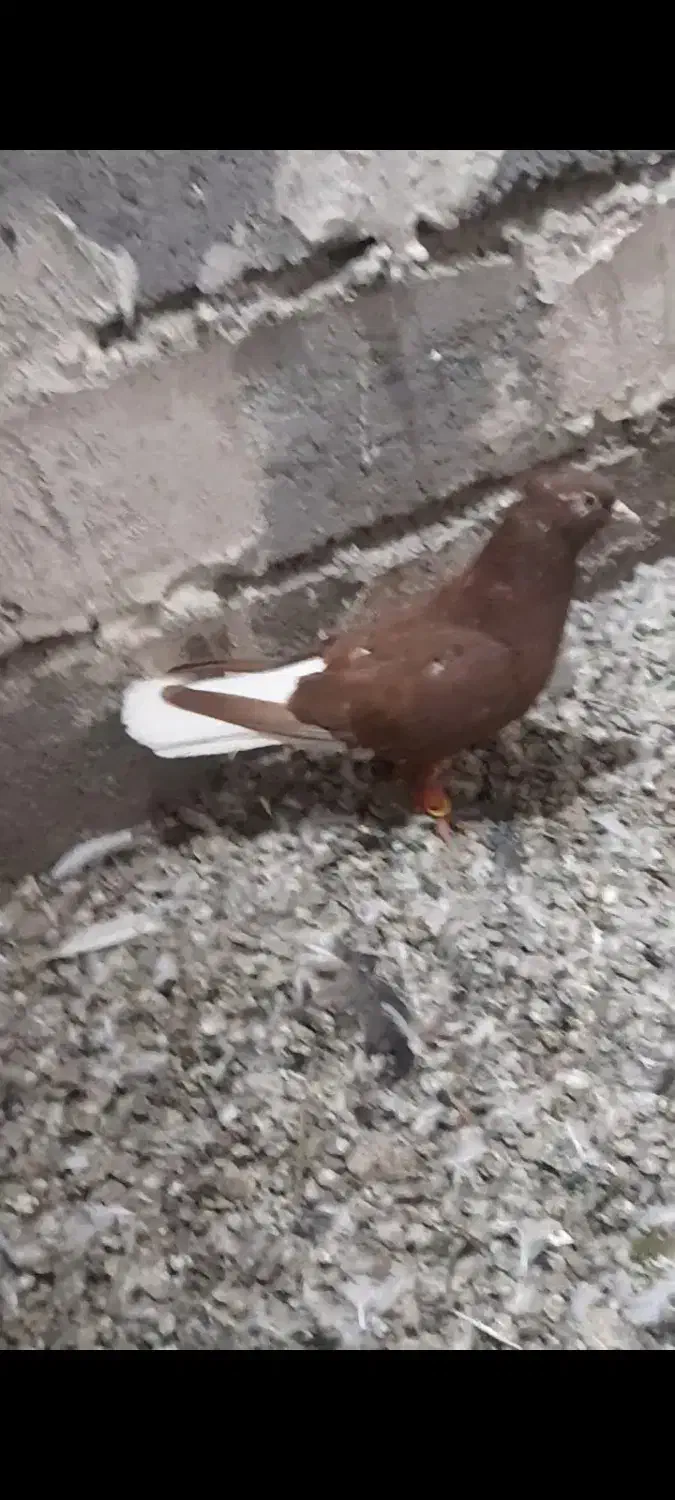 کبوتر|پرنده|خرمدشت, |دیوار