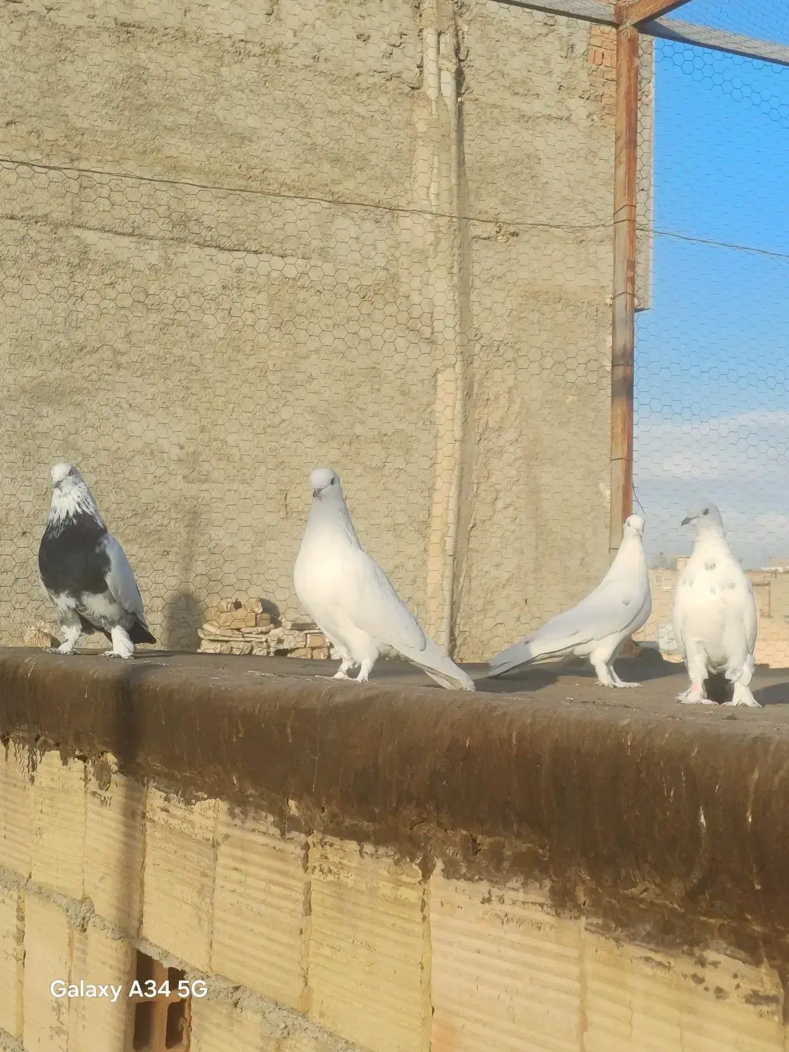 کفتر زیبا پرشی|پرنده|ملارد, |دیوار