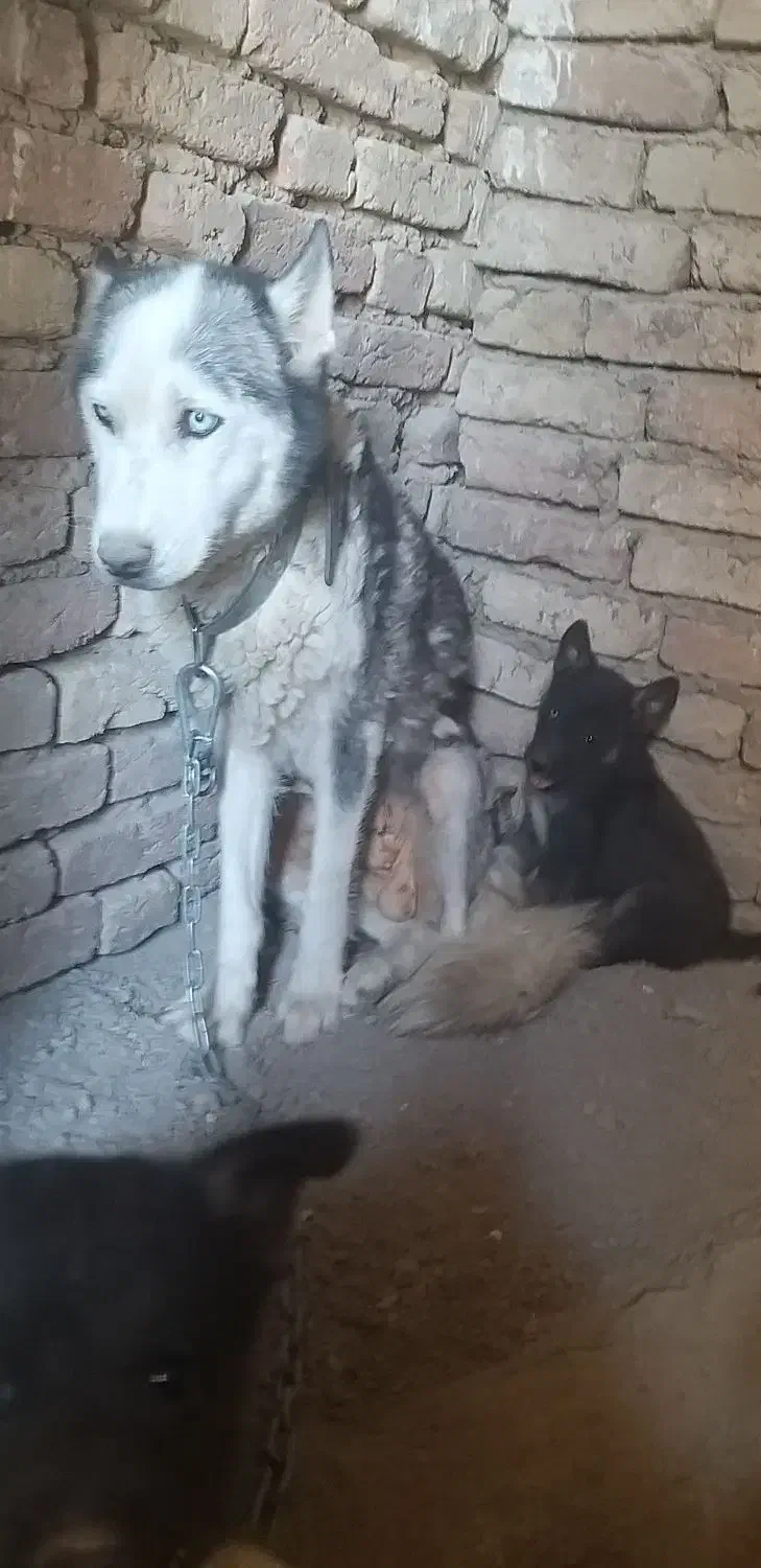 گمشده سگ هاسکی ماده|سگ|شهرکرد, |دیوار