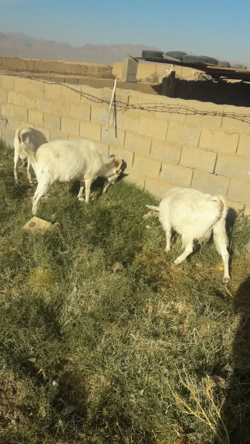 نری سانن بخته و بز|حیوانات مزرعه|کرمان, |دیوار