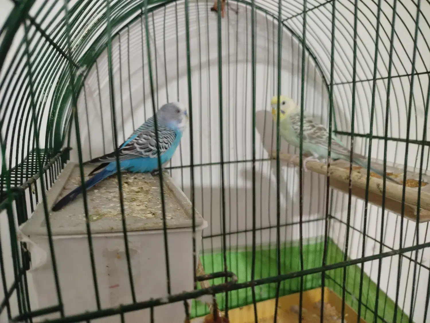 مرغ عشق|پرنده|کارون, |دیوار