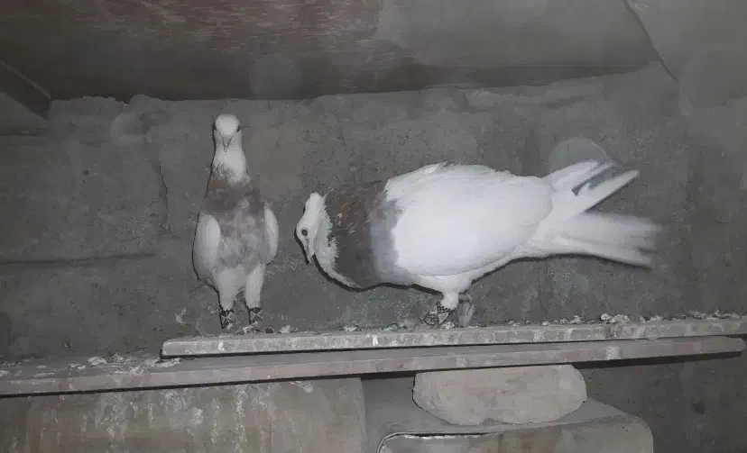 کبوتر پرشی پشت دار و سرور هفت رنگ واتیشی و طوقی|پرنده|ایرانشهر, |دیوار