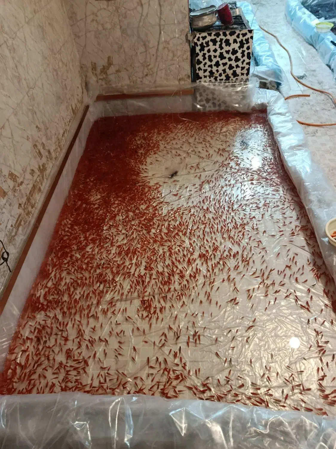 ماهی قرمز|ماهی|همدان, |دیوار