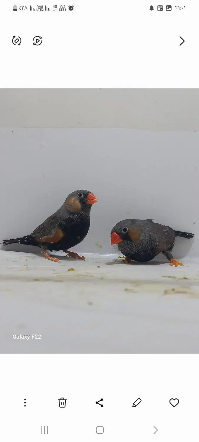 فنچ ایمو شارکول نر|پرنده|هشتگرد, شهرک راه آهن|دیوار