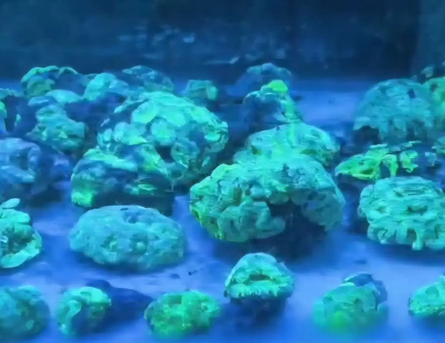 انواع برین لوپی آبشورABSHOR|ماهی|تهران, جوادیه تهرانپارس|دیوار