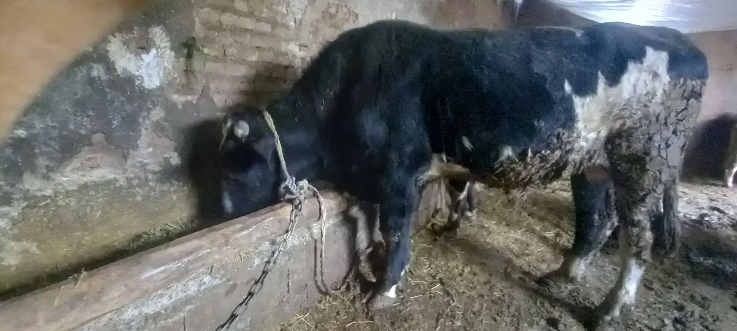 گوساله|حیوانات مزرعه|هریس, |دیوار