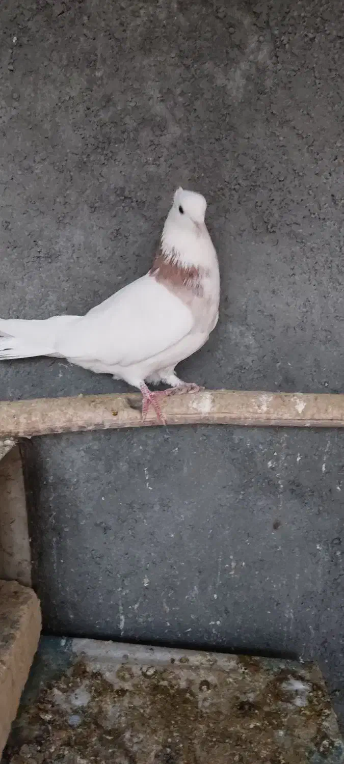 طوقی|پرنده|مبارکه, |دیوار