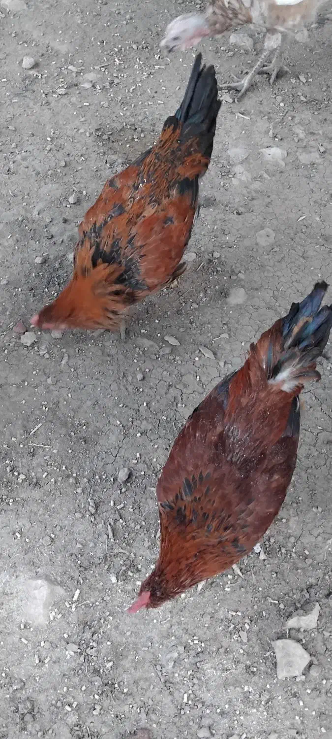 خروس شش ماهه|حیوانات مزرعه|سرپل ذهاب, |دیوار