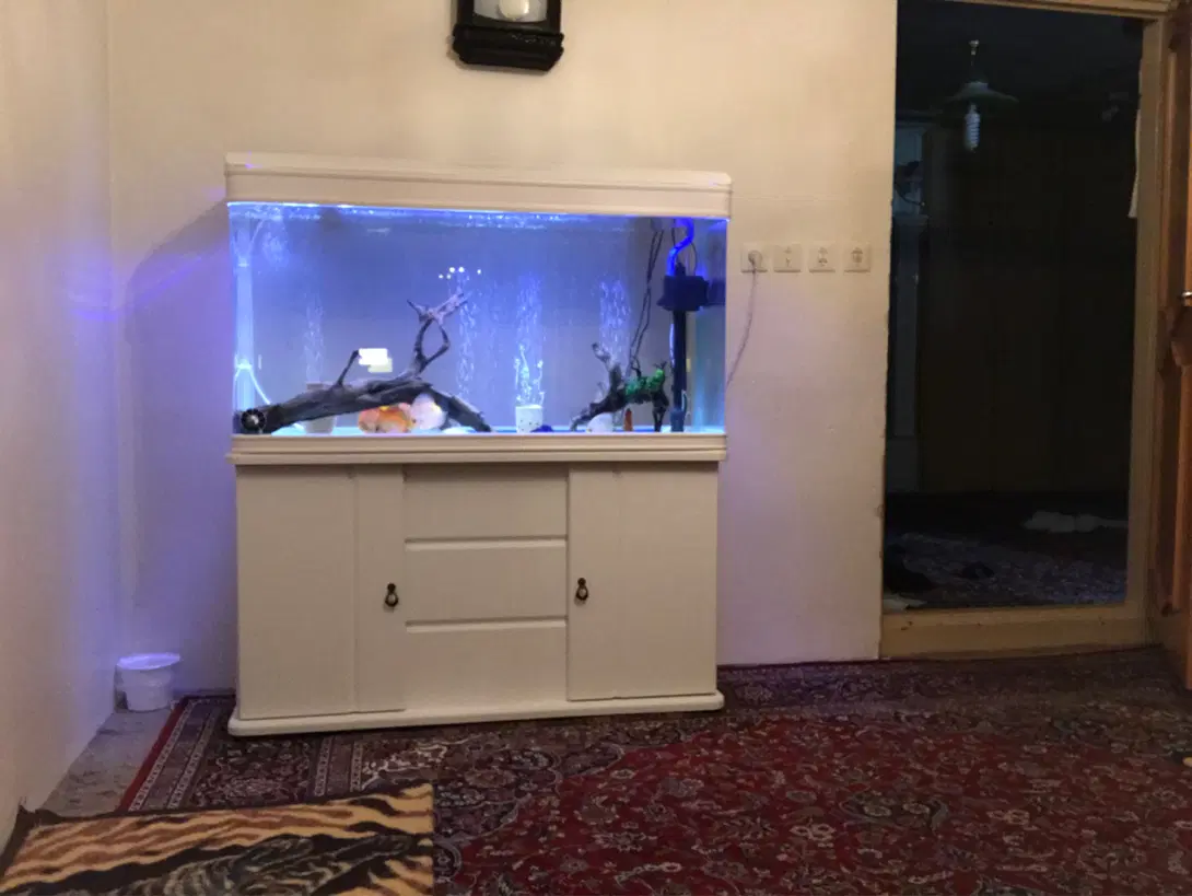 آکواریم دلسا k 1200 وفیلتر سطلی jbl ۱۵۰۲|ماهی|تهران, آذربایجان|دیوار