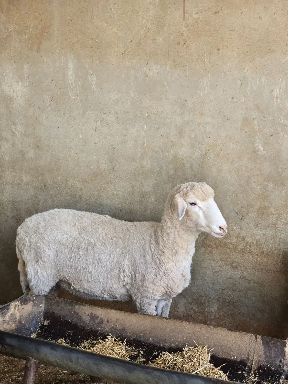 میش و قوچ مرینوس|حیوانات مزرعه|شیراز, کوشک بیدک|دیوار