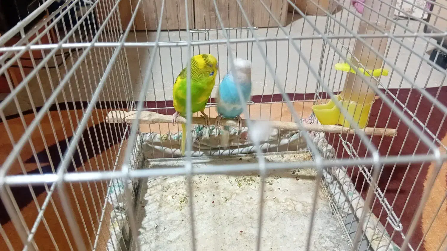 یه جفت مرغ عشق|پرنده|تهران, انبار نفت|دیوار