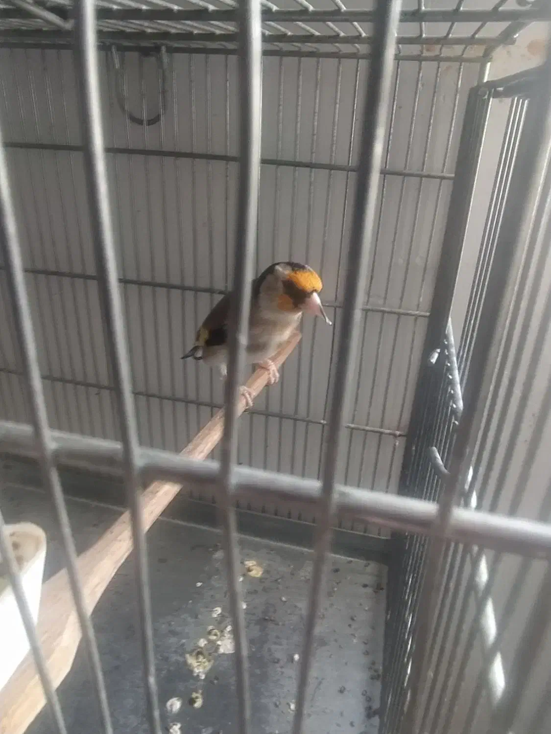 سهره جفتی سهره و قناری تضمینی کت باز صلیبی|پرنده|صباشهر, |دیوار