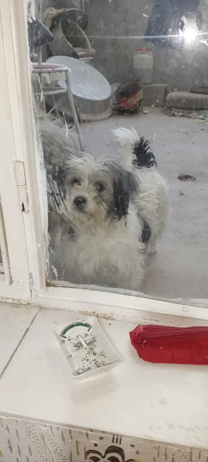 سگ پاکوتاه|سگ|تبریز, |دیوار