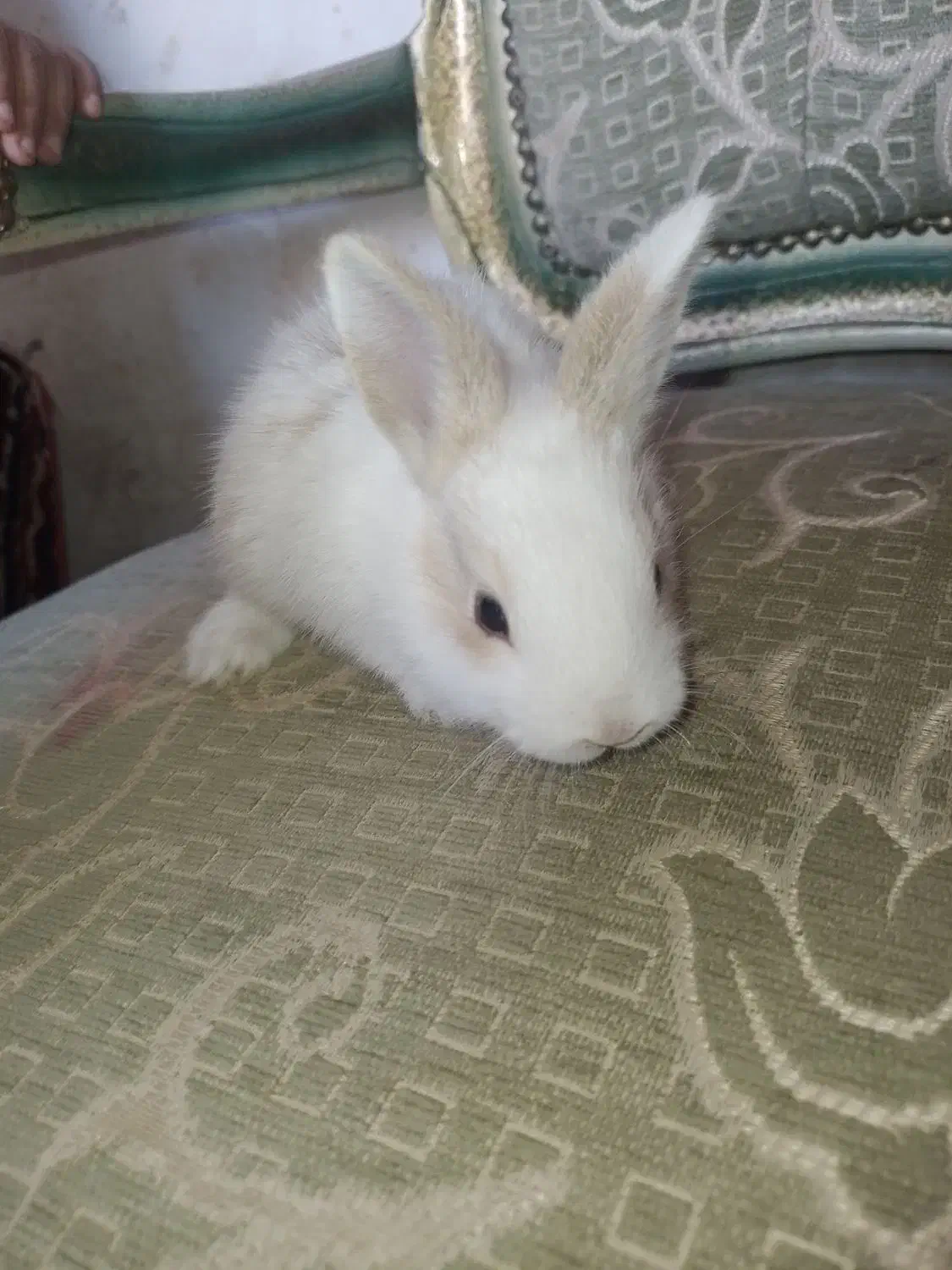 نینی های پشمالویی خرگوش|موش و خرگوش|برازجان, |دیوار