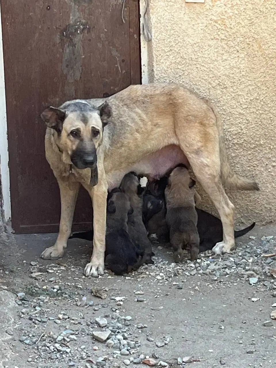 واگذاری توله دوماهه واکسن خورده دارای شناسنامه|سگ|هشتگرد, شهرک اقدسیه|دیوار