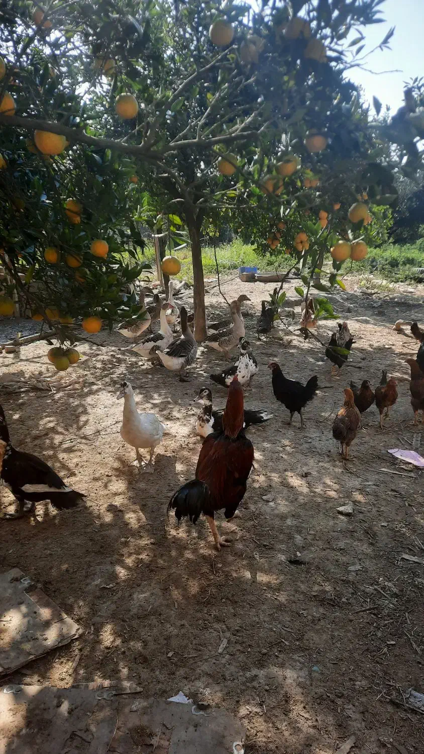 غاز محلی نر|حیوانات مزرعه|بابل, |دیوار