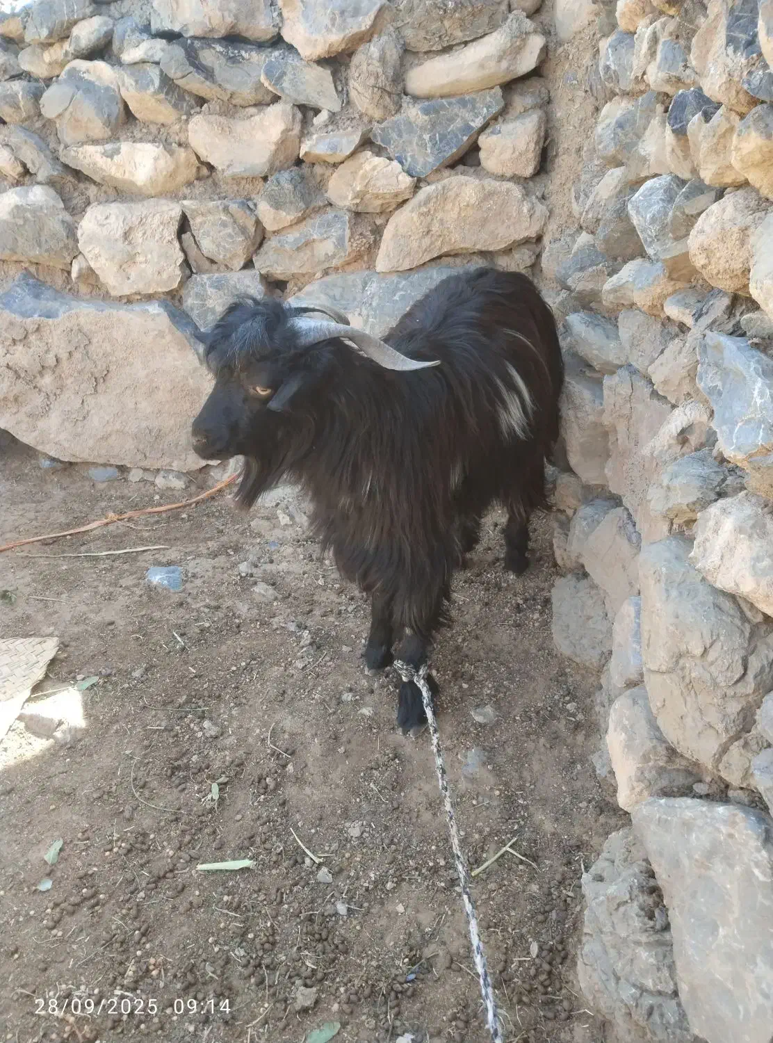 تروشت کوهی|حیوانات مزرعه|ایرندگان, |دیوار