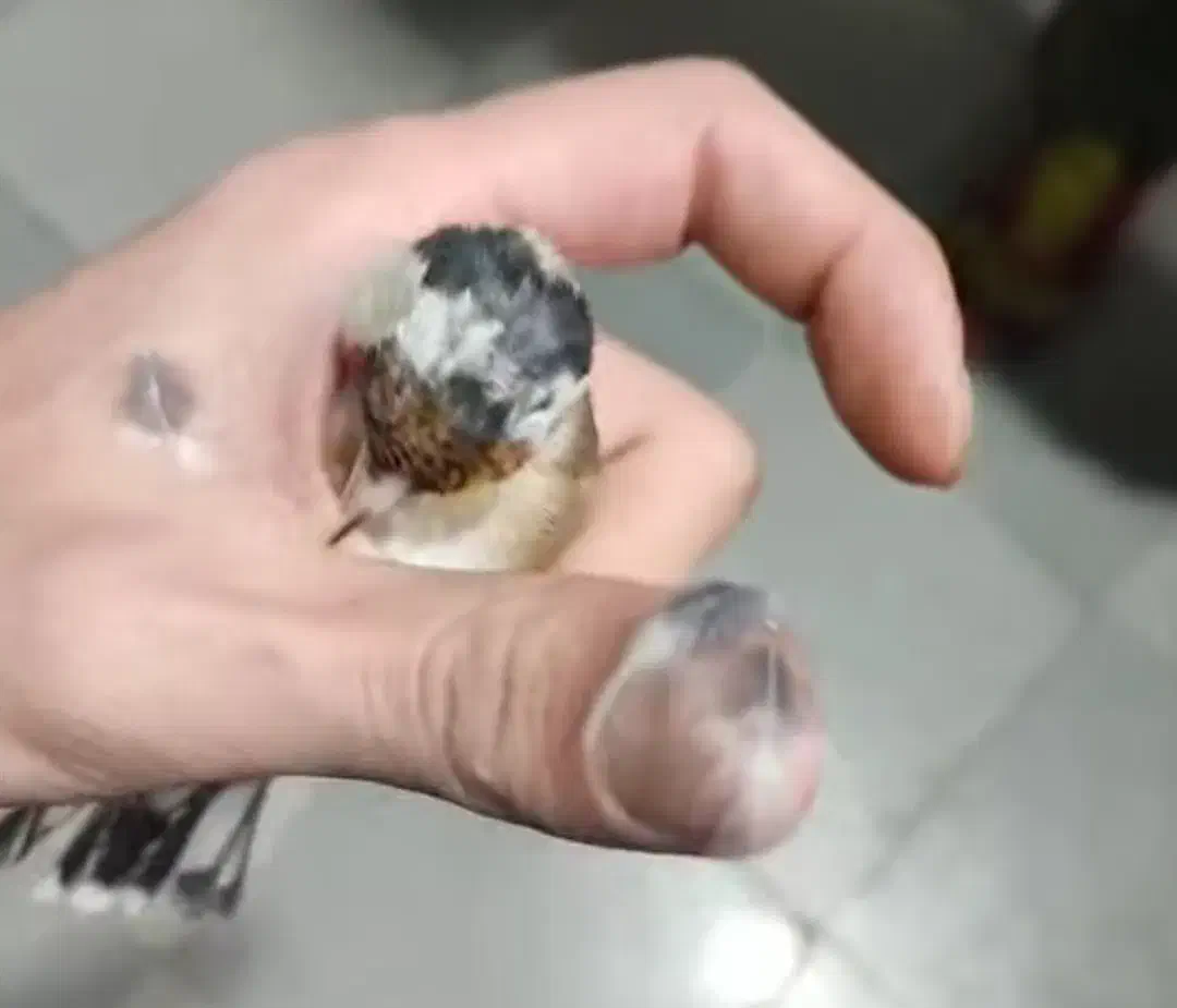 سهره نر رسمی|پرنده|پردیس, شهرک صنعتی کمرد|دیوار