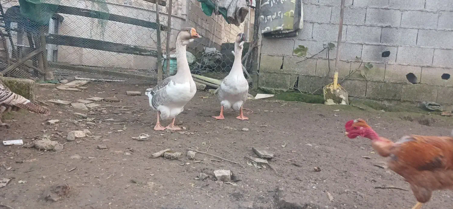 قوغاز اصیل نروماده|حیوانات مزرعه|ماسال, |دیوار