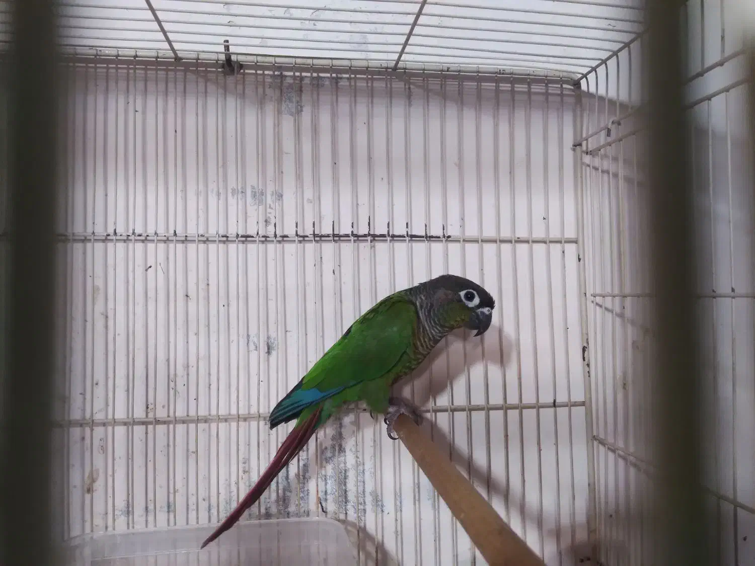 طوطی گرینچیک ماده بالغ کارداده|پرنده|فریدون‌کنار, |دیوار