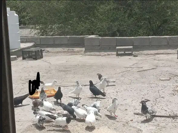 کفتر حکمی|پرنده|میناب, |دیوار