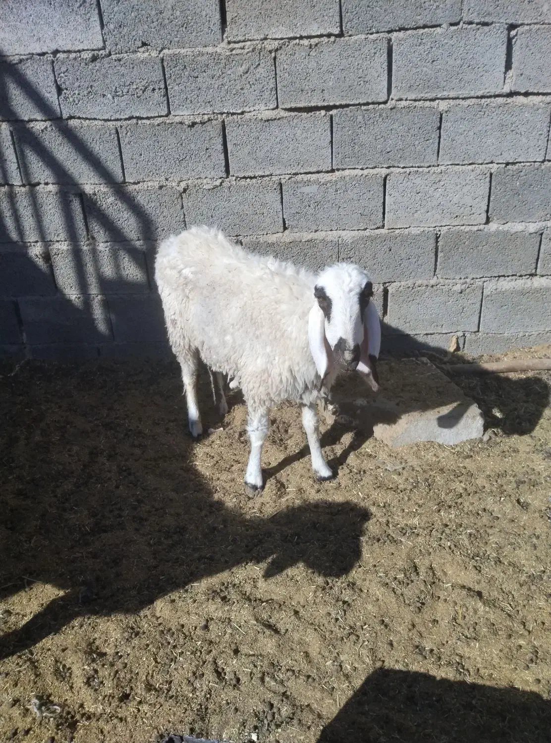 میش بزدم|حیوانات مزرعه|بیرجند, |دیوار