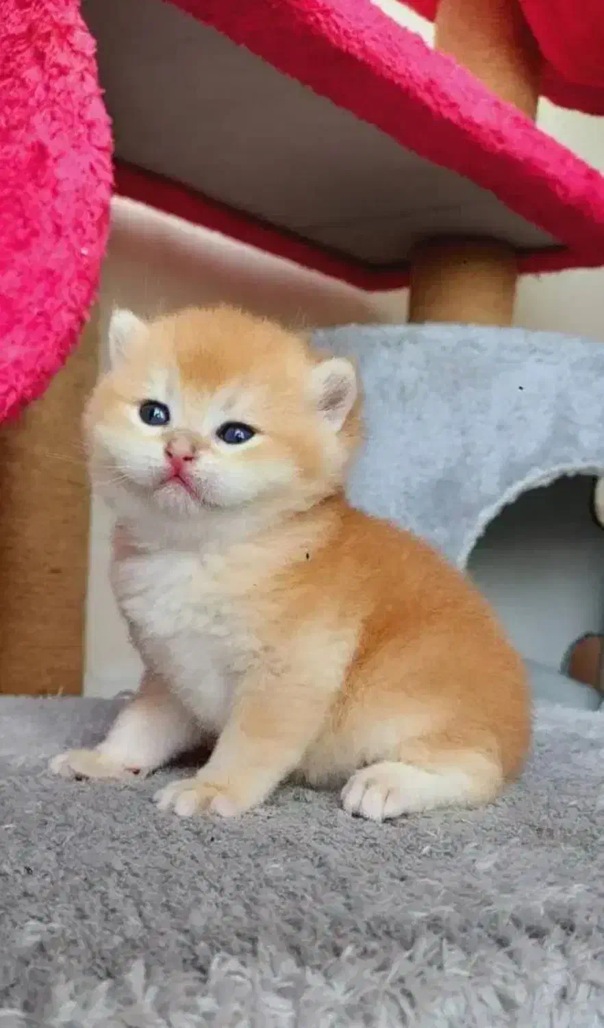 گربه اسکاتیش بریتیش|گربه|مشهد, جاهد شهر|دیوار