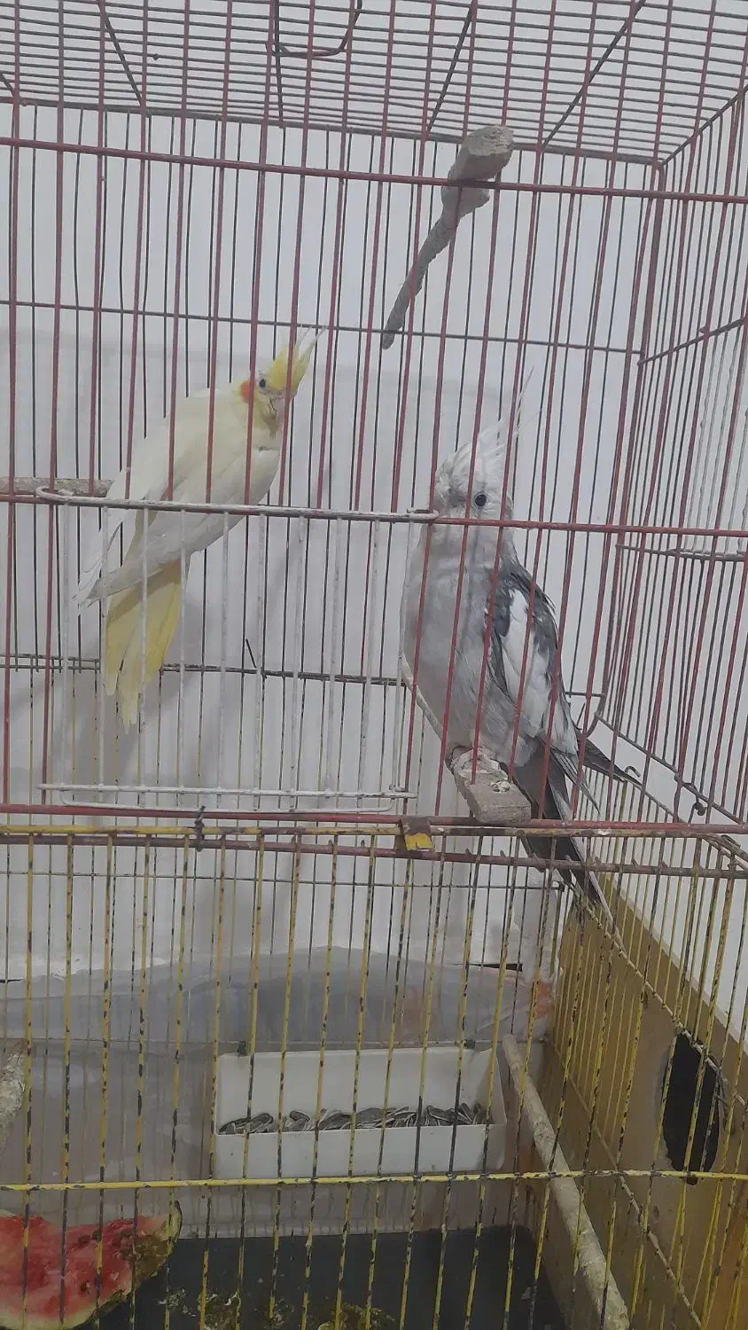 عروس هلندی با جوجه|پرنده|باوی, |دیوار