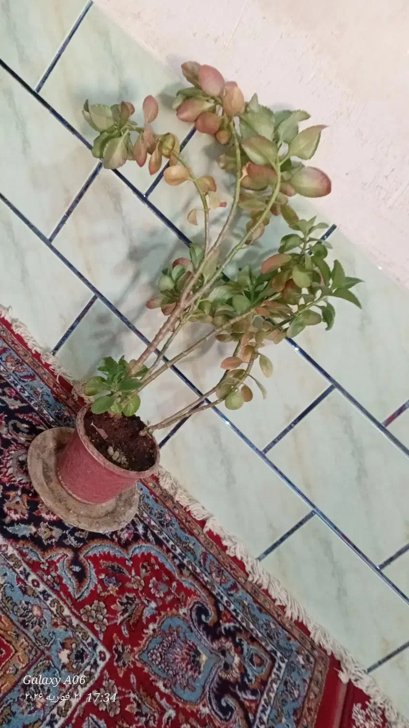 گل وگیاه|گل و گیاه طبیعی|ششده و قره بلاغ, |دیوار