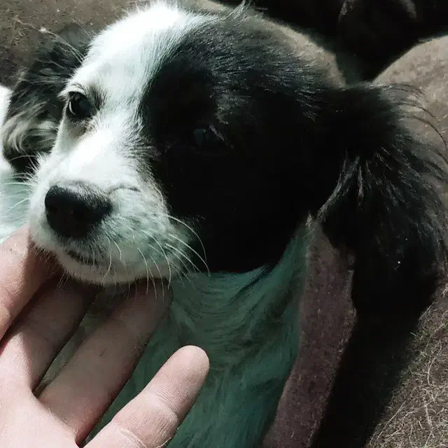 فروشی واکسن خورده حرف گوش کن آروم بی سروصدا|سگ|فیروزکوه, |دیوار