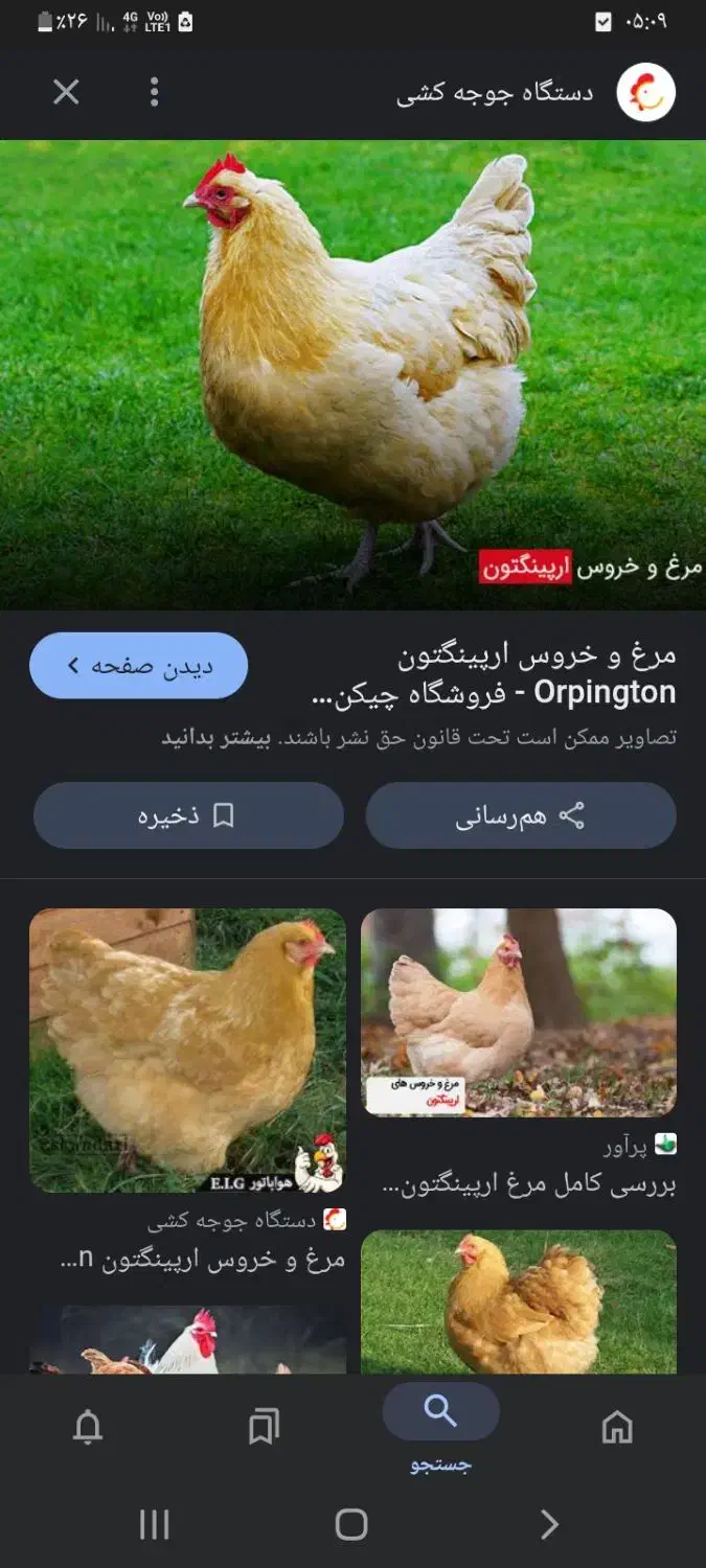 دو عدد مرغ محلی تخم گذار|حیوانات مزرعه|نوشهر, |دیوار